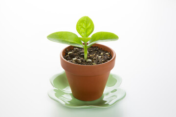 ツルムラサキの新芽