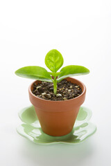 ツルムラサキの新芽