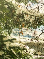 Winter tree branches covered with snow. Seasonal holidays mood