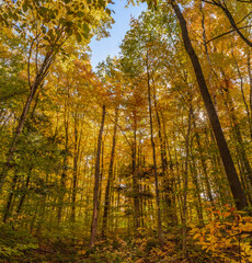 Ancient Forest Glen in Full Fall Splendor