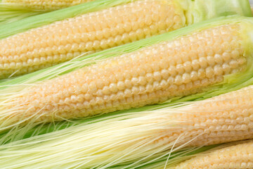 採れたてヤングコーン