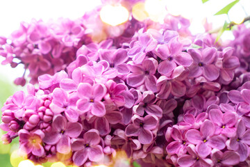 Blooming lilac flowers