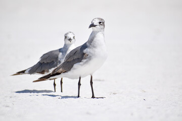 seagull on the beach