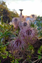 clematis seeds