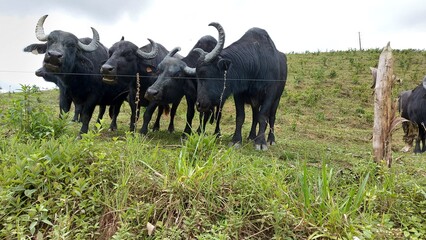 herd of cows