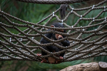 Cute chimpanzee playing in a net