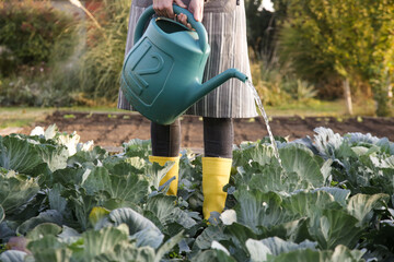 Woman in yellow rubber boots watering cabbage garden with water can. Homestead chores for the fall on farm.
