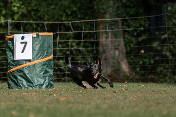Hund im Hoopers Parcour