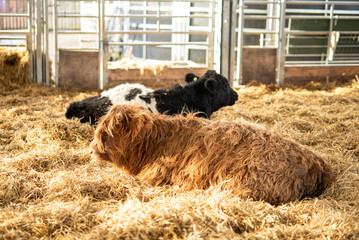 farm cow animal day 