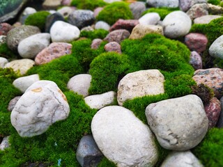 stone in the moss
