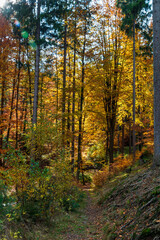 Herbstwald in Mittelthüringen
