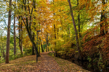 Naklejka premium Herbstwald in Mittelthüringen