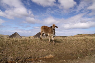 cow in a rural setting
