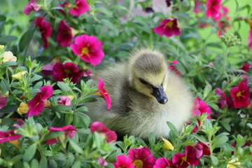 Baby gosling surrounded by flowers