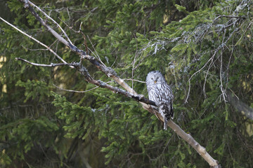 Ural owl perched on dry branch in forest