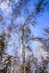  Birches against the blue sky on a winter frosty day.