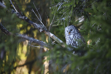Ural owl perched on dry branch in forest