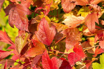 Close up full frame texture background of bright red and yellow autumn color leaves on compact cranberry (viburnum trilobum) bush