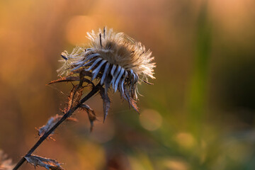 Blooming dry thistle on a brown autumn background