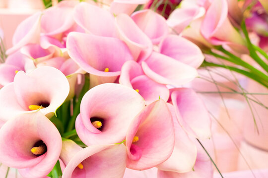 Pink calla flowers