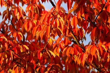 leuchtendes buntes Herbstlaub