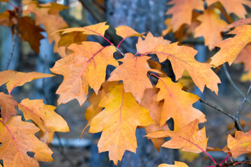 Kolorowe, jesienne liście na  tle lasu i nieba.
