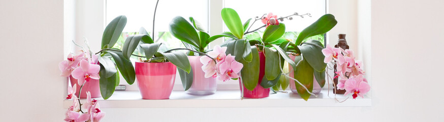 Five lovely pink lilac blooming orchids are arranged in a row on a white window sill in solid...