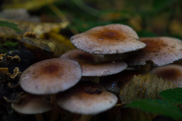 Mushrooms