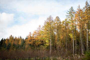 Fototapeta na wymiar autumn forest park trees