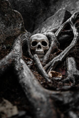 Halloween Skull Prop inside exposed tree roots on rocky terrain. 