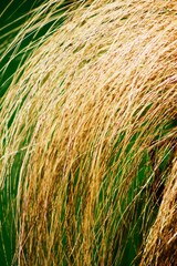close up of hay © Rafaello