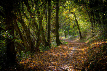 Fototapeta premium Traumhafter Weg im herbstlichen Wald