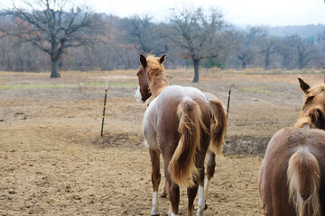 Red Roan colts running away through winter Texas field.