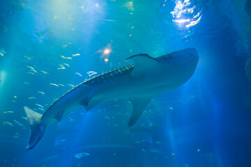 Fototapeta premium ジンベエザメ