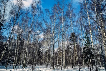 Foto auf Leinwand Winter landscape in a forest park on a sunny frosty day against a blue sky. Russia. © VKS