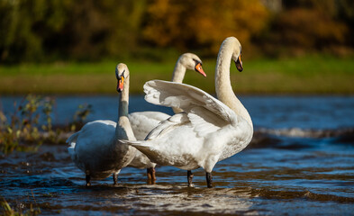 Swans on the lake. Three swans on the river