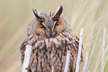 A close-up of a long-eared owl perched and resting in the daytime in the dunes.