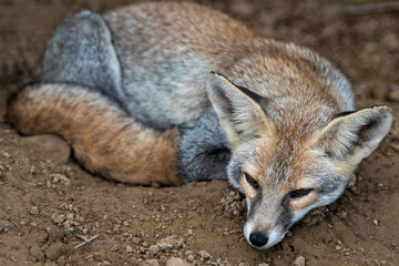 white footed fox or desert fox or vulpes vulpes pusilla closeup image at tal chhapar sanctuary rajasthan india