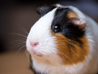 Portrait of a cute guinea pig. Shallow DOF