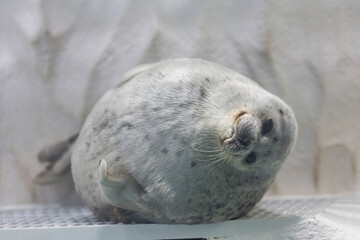 ワモンアザラシ © Paylessimages