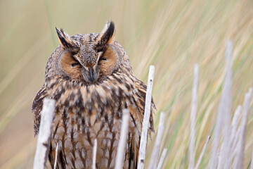 A close-up of a long-eared owl perched and resting in the daytime in the dunes.