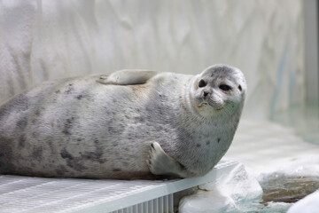 Fototapeta premium ワモンアザラシ