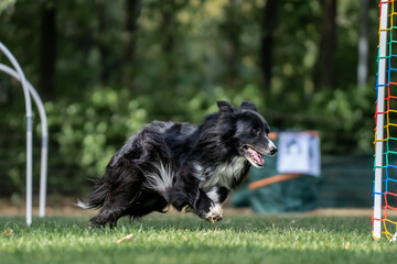 Hund im Hoopers Parcour