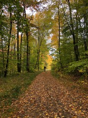 Fototapeta premium path in autumn forest