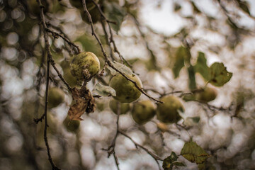 Autumn apples during harvest season