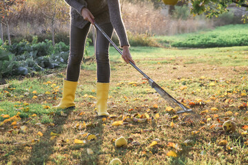 Gardener woman in yellow rubber boots raking up dry autumn leaves in garden. Autumnal work in...