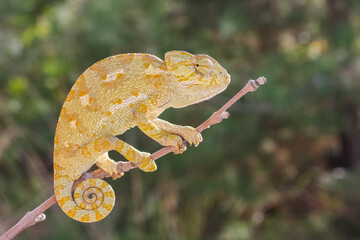 A veiled chameleon is walking on a tree branch. © mehmetkrc