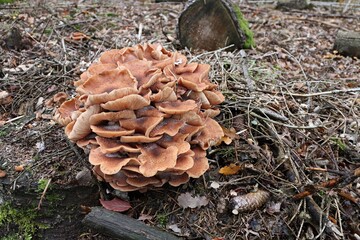 Fantastische Welt der Pilze