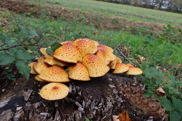 Fantastische Welt der Pilze