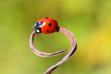 Ladybug on grass macro close up